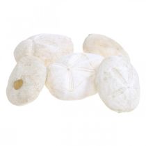 Riccio di mare bianco, decoro naturale marittimo 4cm-6cm 25p