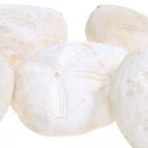 Riccio di mare bianco, decoro naturale marittimo 4cm-6cm 25p