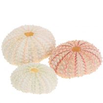 Prodotto Decorazione Marittima Rosa Riccio di Mare 36 pz
