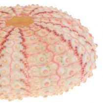 Prodotto Decorazione Marittima Rosa Riccio di Mare 36 pz
