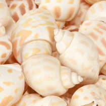 Prodotto Lumache di mare conchiglie naturali marine 2–4 cm 300 g