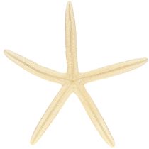 Prodotto Decorazione a forma di stella marina, stelle marine vere essiccate naturali, 15-17 cm, 10 pezzi
