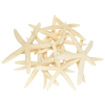 Prodotto Decorazione a forma di stella marina, stelle marine vere essiccate naturali, 15-17 cm, 10 pezzi