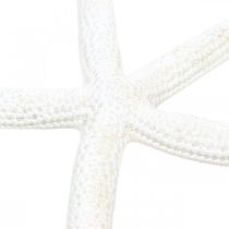 Decoro stella marina bianco, oggetti naturali, decoro marittimo 10-12cm 14p