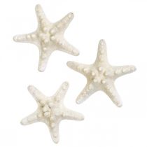 Prodotto Decorazione a forma di stella marina bianca, stelle marine essiccate per artigianato 7-11 cm 15 pezzi