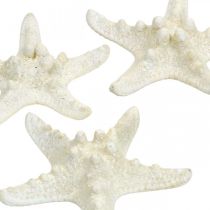 Decorazione stella marina bianca, stella marina essiccata per artigianato 7-11cm 15p
