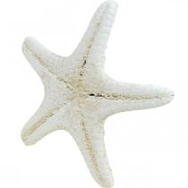 Prodotto Decorazione a forma di stella marina bianca, stelle marine essiccate per lavori creativi, 7-11 cm, 15 pezzi