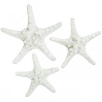 Stella marina deco grande stella marina con nodo bianco essiccato 15-18 cm 10p