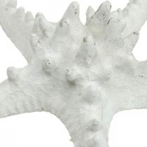 Prodotto Decorazione stella marina grande stella marina essiccata bianca tempestata 15-18 cm 10 pezzi