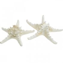 Prodotto Stella marina decorativa grande stella marina tempestata di bianco essiccato 19-26 cm 5 pz
