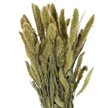 Prodotto Fiori secchi di miglio setoloso (Setaria) per accessori per la casa rustici ed eleganti, 75 cm, 220 g