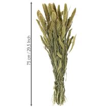 Prodotto Fiori secchi di pabbio comune (Setaria) per decorazioni di casa rustici ed eleganti 75 cm, 220 g