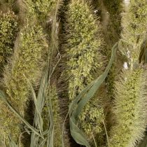 Prodotto Fiori secchi di pabbio comune (Setaria) per decorazioni di casa rustici ed eleganti 75 cm, 220 g