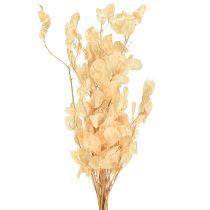 Prodotto Foglia d&#39;argento essiccata Lunaria Champagne 65-70cm 20g