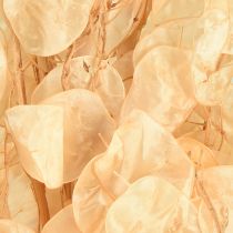 Prodotto Foglia d&#39;argento essiccata Lunaria Champagne 65-70cm 20g