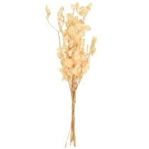 Prodotto Lunaria annua secca Occhiali del Papa Champagne 65cm 20g