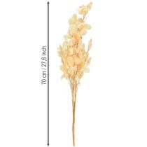 Prodotto Lunaria annua secca Occhiali del Papa Champagne 65cm 20g