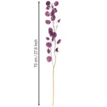 Prodotto Lunaria annua Rami secchi Occhiali del Papa Viola 65cm 20g