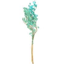 Prodotto Lunaria annua secca Occhiali del Papa Azzurro chiaro 65cm 20g