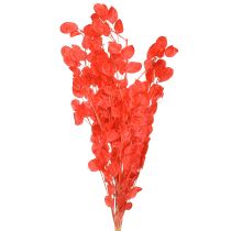 Prodotto Foglia d&#39;argento essiccata Lunaria rossa 65-70cm 20g