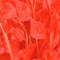 Prodotto Foglia d&#39;argento essiccata Lunaria rossa 65-70cm 20g