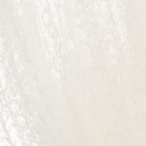 Prodotto Fiori secchi, erba argentata. Elegante decorazione naturale per la casa e l'ufficio. 70 cm, 10 pezzi.