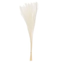 Prodotto Fiori secchi, erba argentata. Elegante decorazione naturale per la casa e l'ufficio. 70 cm, 10 pezzi.