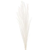 Prodotto Fiori secchi, erba argentata. Elegante decorazione naturale per la casa e l'ufficio. 70 cm, 10 pezzi.