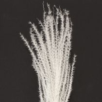 Prodotto Fiori secchi, erba argentata. Elegante decorazione naturale per la casa e l'ufficio. 70 cm, 10 pezzi.