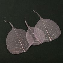Prodotto Foglie scheletriche Foglie di Bodhi scheletrizzate viola 5-15 cm 200 pezzi