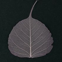 Prodotto Foglie scheletriche Foglie di Bodhi scheletrizzate viola 5-15 cm 200 pezzi