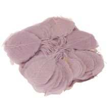 Prodotto Foglie di Bodhi scheletrizzate per decorazioni creative