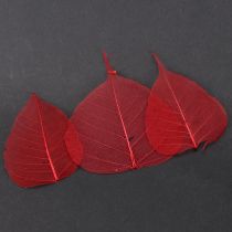 Prodotto Foglie scheletriche Foglie di Bodhi scheletrizzate rosse 5-15 cm 200 pezzi
