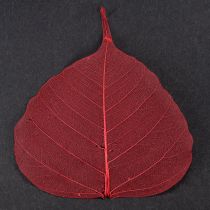Prodotto Foglie scheletriche Foglie di Bodhi scheletrizzate rosse 5-15 cm 200 pezzi