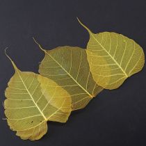 Prodotto Foglie scheletriche, foglie di pioppo e fico, gialle, 5-15 cm, 200 pezzi