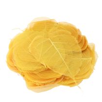 Prodotto Foglie di Bodhi scheletrizzate per decorazioni creative