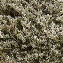 Prodotto Lavanda di mare Statice Tatarica fiori secchi naturali 2 kg