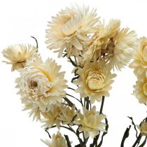 Decorazione a secco fiori di paglia crema elicriso essiccato 50cm 30g