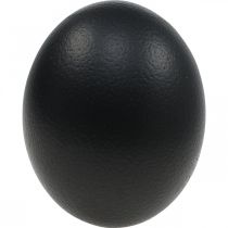 Prodotto Decorazione uovo di struzzo soffiato Decorazione pasquale nera Ø12cm H14cm