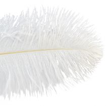 Prodotto Piume di struzzo Decorazione esotica Piume bianche 32-35 cm 4 pezzi