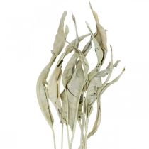 Strelitzia foglie essiccate verde satinato 45-80 cm 10 pz