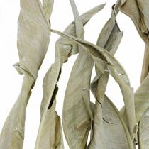 Strelitzia foglie essiccate verde satinato 45-80 cm 10 pz