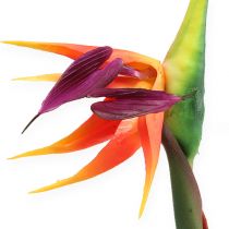 Strelitzia Uccello del paradiso fiore 62cm