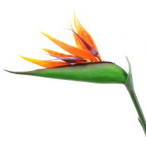 Strelitzia Uccello del Paradiso 95cm