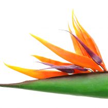 Strelitzia Uccello del Paradiso 95cm