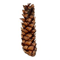 Prodotto Coni Strobus 15 - 20 cm verniciati 100 pezzi