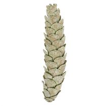Prodotto Decorazione con coni Strobus verde mela, bianco lavato, 15-20 cm, 50 pezzi