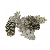 Coni strobus, Natale, decorazione dell&#39;Avvento, coni Weymouth naturali, dorati L9–14cm 20 pezzi