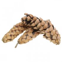 Prodotto Pigne Pino Bianco Strobus Naturali Miste 2,5kg