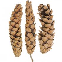 Pigne Pino Bianco Strobus Nature Misto 2,5kg